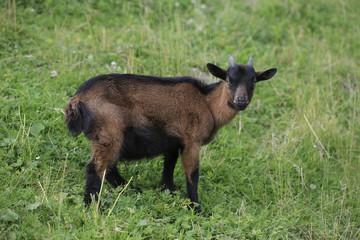 Bunte Deutsche Edelziege, Hausziege