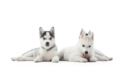 Shot of a three little Siberian husky puppies lying isolated on white copyspace.
