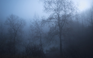 Naklejka premium Gloomy mood in the forest