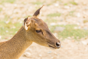 Portrait of young deer