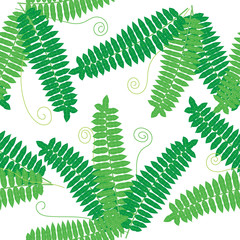 The fern in the spring.