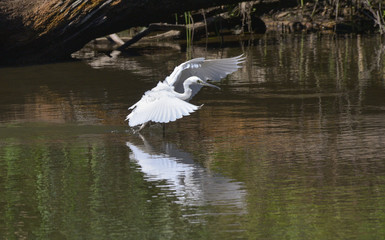 Garzetta bianca atterra sul lago