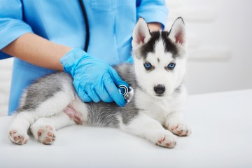 Cropped close up of a professional vet examining little Siberian husky puppy using stethoscope at her vet clinic professionalism medical concept.