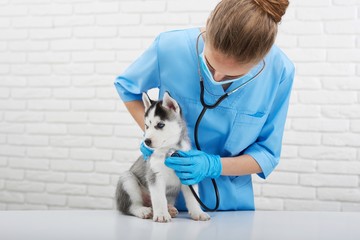 Professional vet examining little husky puppy with a stethoscope copyspace pets animals profession...