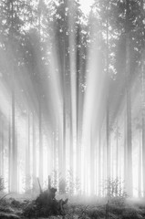 Foggy spruce forest in the morning, monochrome, black and white, low-key-effect, Germany.