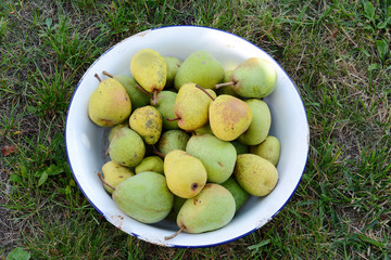 full bowl of ripe pears in the garden