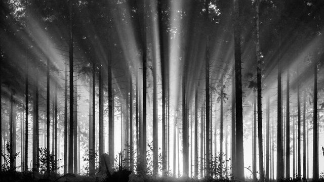 Fototapeta Foggy spruce forest in the morning, monochrome, black and white.  Misty morning with strong sun beams in a spruce forest in Germany, Rothaargebirge. High contrast and backlit scene.  