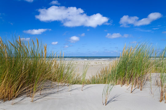 View on the beach and sea from the top of a dune grown with Marram grass © Matauw