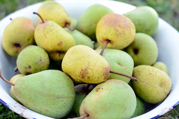 full bowl of ripe pears in the garden