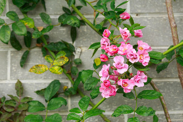 Fresh pink rose on cement background