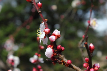 plum / Plum Festival at Koishikawa Korakuen in February