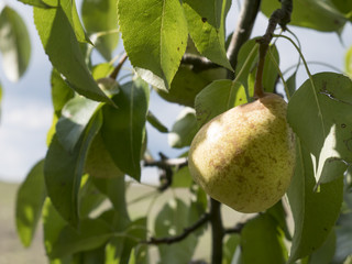 ripe pear on pear tree