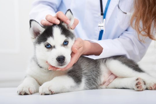 Cropped close up of a cute little Siberian husky puppy having his ears examined by a professional vet.