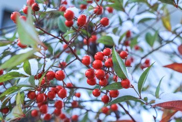 Heavenly bamboo covered with snow