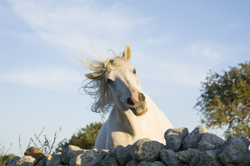 Cavallo bianco