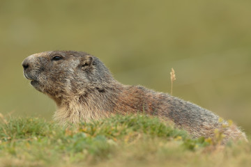 Marmot 01