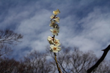 plum / Plum Festival at Koishikawa Korakuen in February