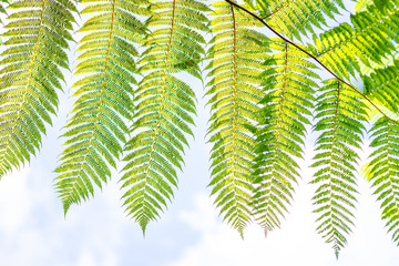Fern leafs and sky