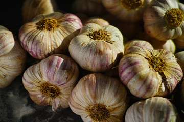 Fresh french violet and rose garlic from Provence, France