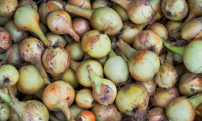 Raw Onions