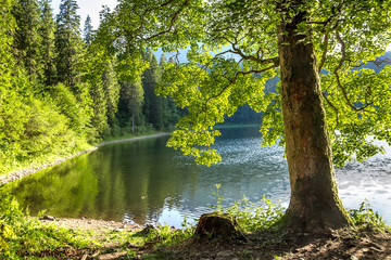 A tree trunk with bright green foliage on the shore of the lake © Nataliia Vyshneva