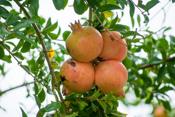 Pomegranate fruits riping on the tree