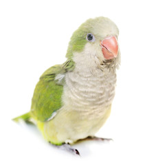 Monk parakeet in studio