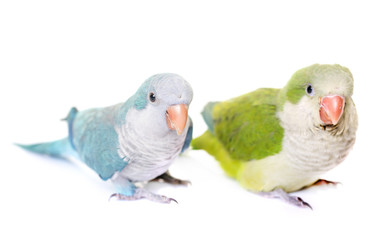 Monk parakeet in studio