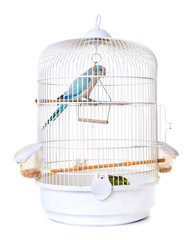 Monk parakeet in bird cage
