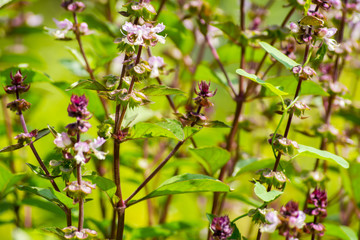 Fresh aromatic herbs basil plant in the garden