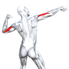 Conceptual 3D illustration triceps fit strong human anatomy anatomical and gym muscle isolated, white background for body health with biological tendons, spine, fitness medical muscular system