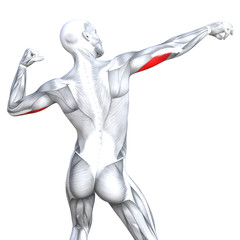 Conceptual 3D illustration triceps fit strong human anatomy anatomical and gym muscle isolated, white background for body health with biological tendons, spine, fitness medical muscular system