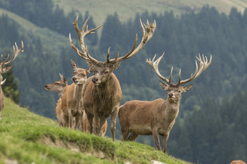 Obraz premium Red Deer