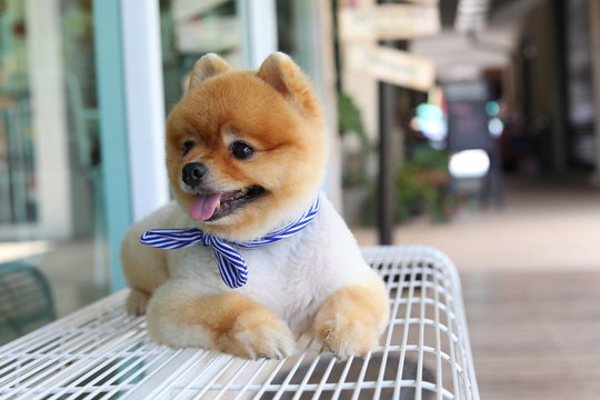 cute pomeranian dog happy smile laying on seat bench waiting owner