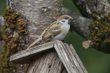 Feldsperling oder Feldspatz (Passer montanus) im Garten