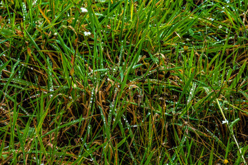 Gras mit Regentropfen benetzt