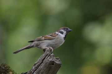 Feldsperling oder Feldspatz (Passer montanus)