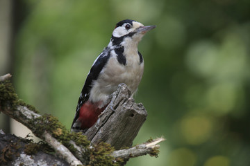 Buntspecht (Dendrocopos major)