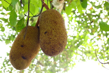 jackfruit on tree