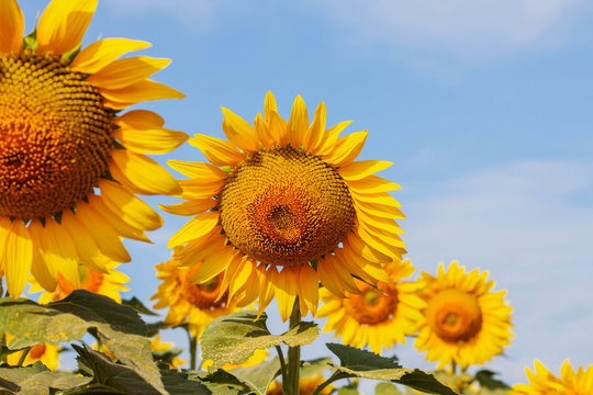 beauty of sunflowers with sky.