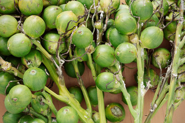 betel nut with detailed.