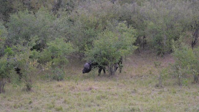 Closeup Of The Mighty Buffalo Graze In The Bushes Of The African Savannah