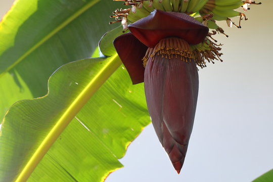 Banana Blossom