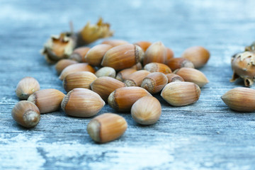 Samen der Gemeinen Hasel (Corylus avellana), Haselnüsse im Herbst sammeln, Herbstbeginn, Herbstanfang