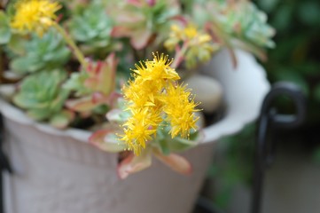 sedum fiorito