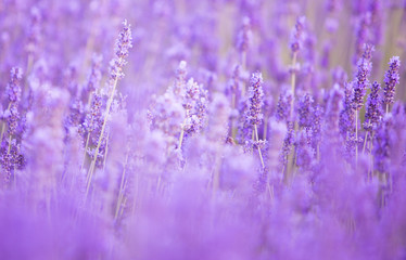 Lavender bushes closeup on evening. Evening light over purple flowers of lavender. Violet bushes at the center of picture. Provence region of france.