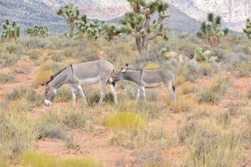 Wild Burro in the Desert of Nevada, USA.
