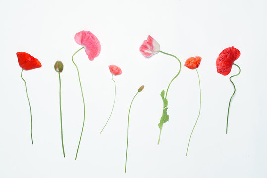 Fototapeta poppy flowers