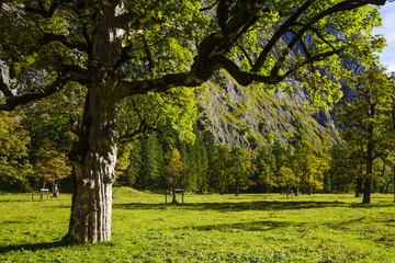 Fototapeta premium Grosser Ahornboden, Tirol, Austria