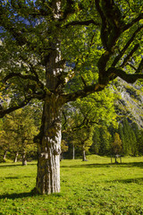 Naklejka premium Grosser Ahornboden, Tirol, Austria